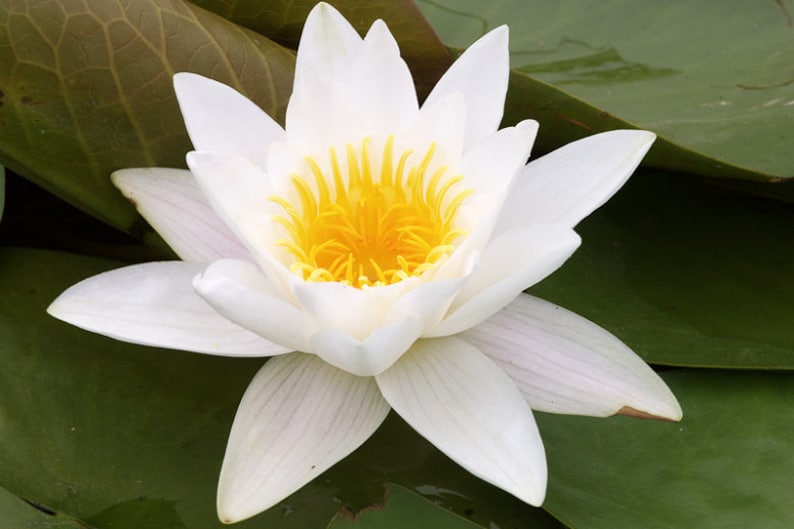 Pu&ograve; includere: Un giglio d'acqua bianco con un centro giallo, che galleggia su un letto di foglie di ninfea verdi.