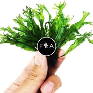 BUY 2 GET 1 FREE Java Fern "Windelov" (Lacy Java Fern)-Easy Live Aquarium Pond Aquatic Plant