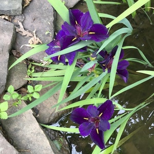 This plant benefits from full sun to partial shade, making it versatile for different garden settings. Iris 'Black Gamecock' adapts well to various light conditions, ensuring it can thrive in your specific garden environment.