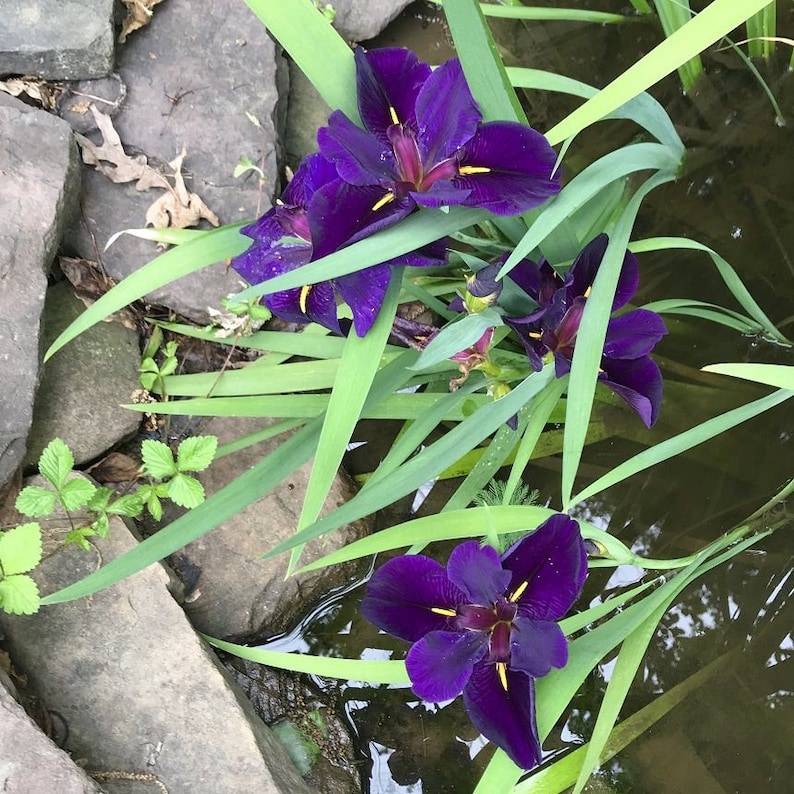 This plant benefits from full sun to partial shade, making it versatile for different garden settings. Iris 'Black Gamecock' adapts well to various light conditions, ensuring it can thrive in your specific garden environment.