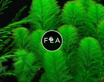 BUY 2 GET 1 FREE Green Foxtail (Myriophyllum pinnatum)-Easy Live Aquarium Pond Aquatic Plant