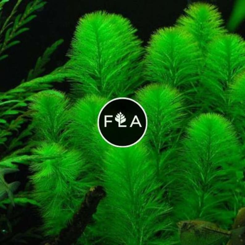 BUY 2 GET 1 FREE Green Foxtail (Myriophyllum pinnatum)-Easy Live Aquarium Pond Aquatic Plant image 1