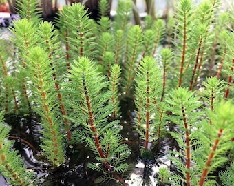 BUY 2 GET 1 FREE Dwarf Red Stem Parrot Feather! (Myriophyllum Aquaticum)-Easy Live Aquarium Pond Aquatic Plant