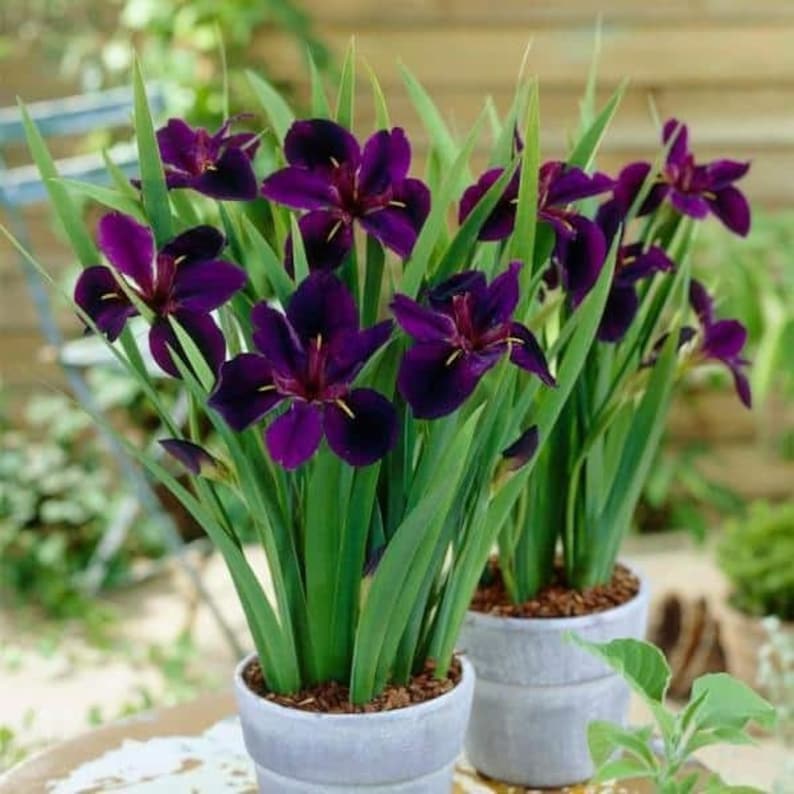 This plant features tall, slender stems and bold, dark blooms that create a stunning visual impact. Iris 'Black Gamecock' is perfect for adding vertical interest and a splash of color to your aquatic garden.