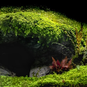 BUY 2 GET 1 FREE Monte Carlo (Micranthemum Tweediei)-Easy Live Aquarium Pond Aquatic Plant