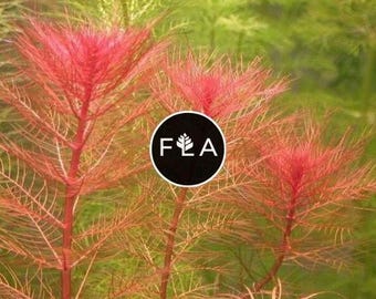 BUY 2 GET 1 FREE Red Foxtail! Myrio (Myriophyllum)-Easy Live Aquarium Pond Aquatic Plant