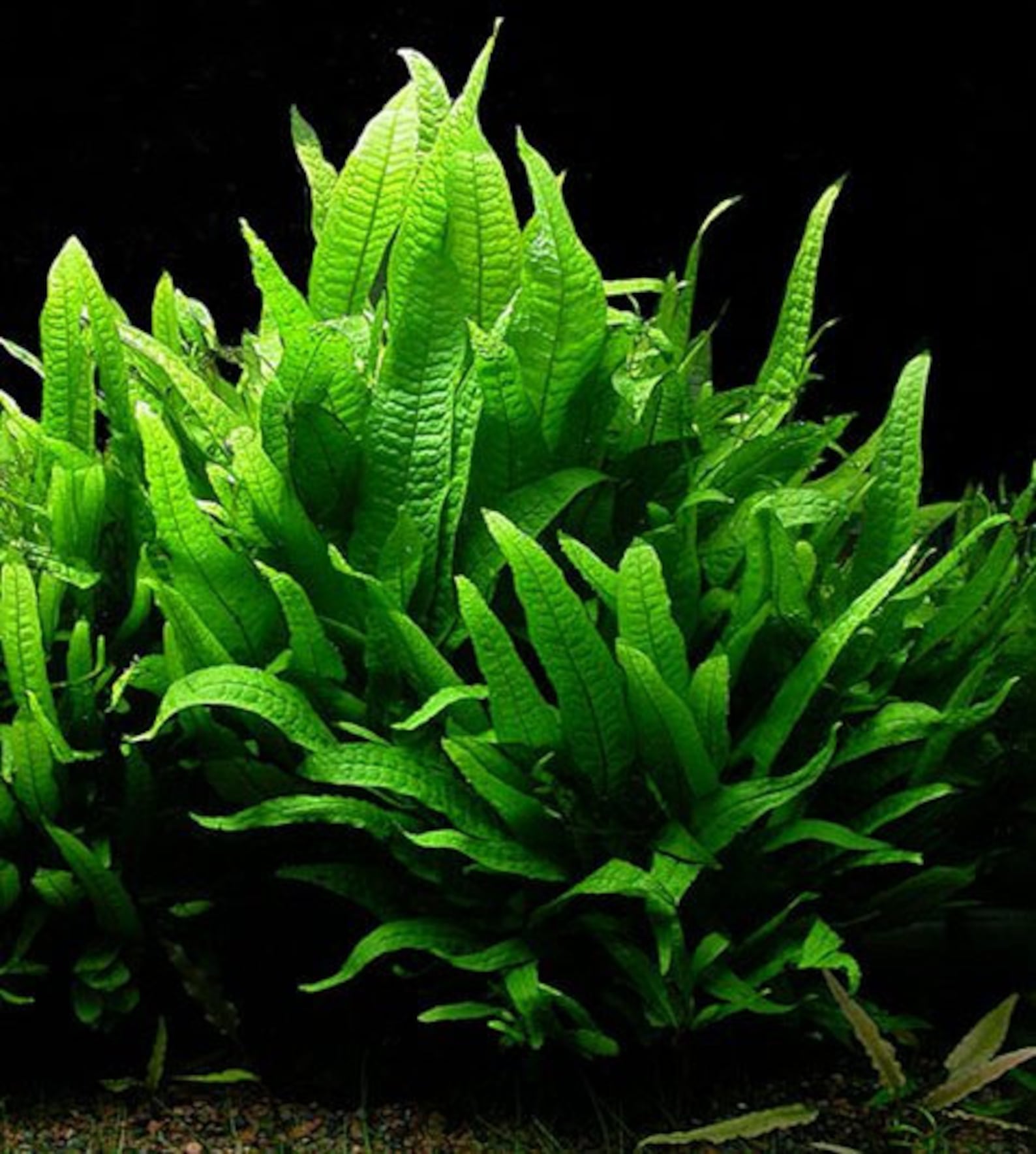 BUY 2 GET 1 FREE Java Fern microsorum Pteropus Easy Live - Etsy