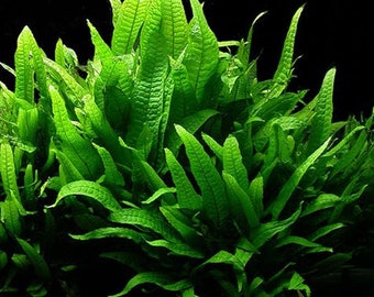 BUY 2 GET 1 FREE Java Fern (Microsorum Pteropus)-Easy Live Aquarium Pond Aquatic Plant