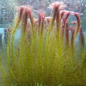 BUY 2 GET 1 FREE Rotala Wallichii Whorly RotalaEasy Live Aquarium Pond Aquatic Plant image 5