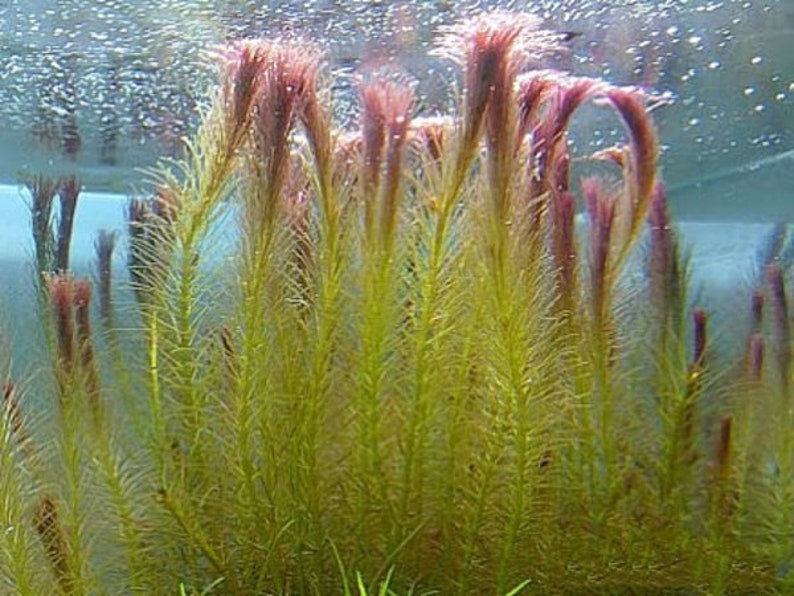 BUY 2 GET 1 FREE Rotala Wallichii Whorly RotalaEasy Live Aquarium Pond Aquatic Plant image 5