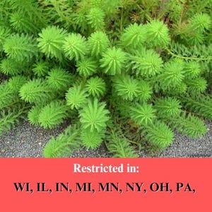 BUY 2 GET 1 FREE Parrot Feather (Myriophyllum aquaticum)-Easy Live Aquarium Pond Aquatic Plant