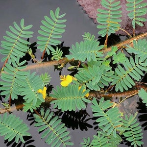 May include: A close-up of a plant with green leaves and yellow flowers growing in a pond. The leaves are long and narrow, and the flowers are small and delicate.