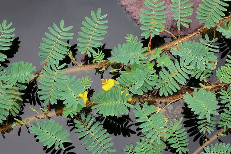 May include: A close-up of a plant with green leaves and yellow flowers growing in a pond. The leaves are long and narrow, and the flowers are small and delicate.