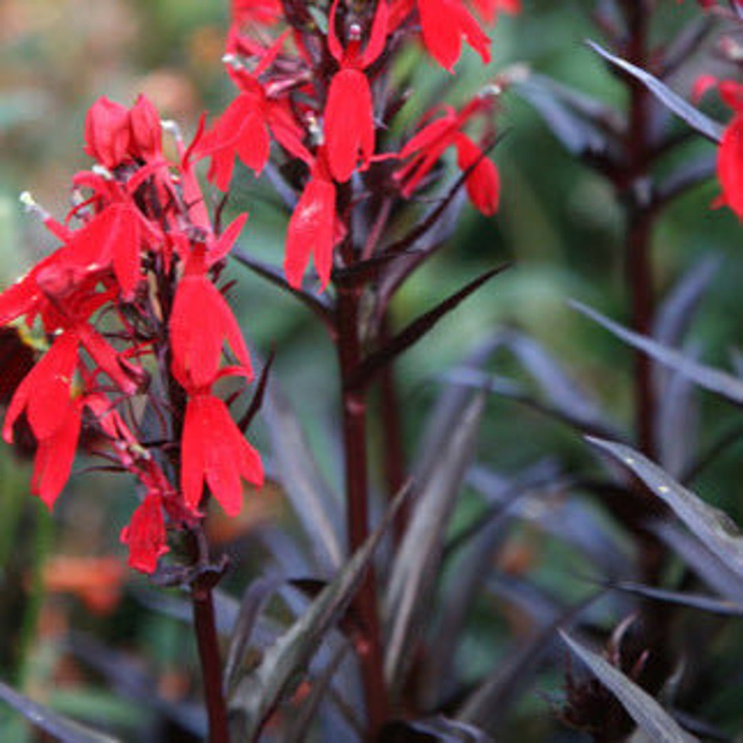 Lobelia Cardinalis 'black Truffle'live Aquatic Etsy