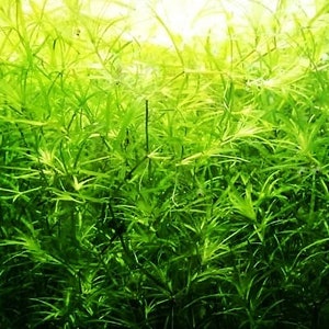 BUY 2 GET 1 FREE Guppy Grass (Najas guadalupensis)-Easy Live Aquarium Pond Aquatic Plant