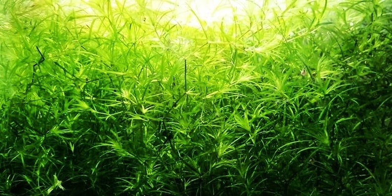 This plant is easy to propagate through cuttings. Simply trim the stems and replant them in the substrate, and Guppy Grass will quickly root and spread, allowing you to expand its presence in the tank with minimal effort.