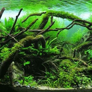 BUY 2 GET 1 FREE Java Moss Vesicularia DubyanaEasy Live Aquarium Pond Aquatic Plant image 5