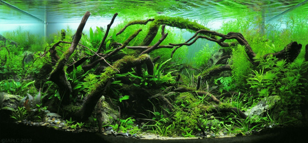Types Of Aquarium Moss For Aquascaping - Different Aquatic Mosses – Micro  Aquatic Shop