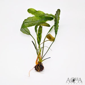 BUY 2 GET 1 FREE Madagascar Lace Plant Aponogeton MadagascariensisEasy Live Aquarium Pond Aquatic Plant image 7