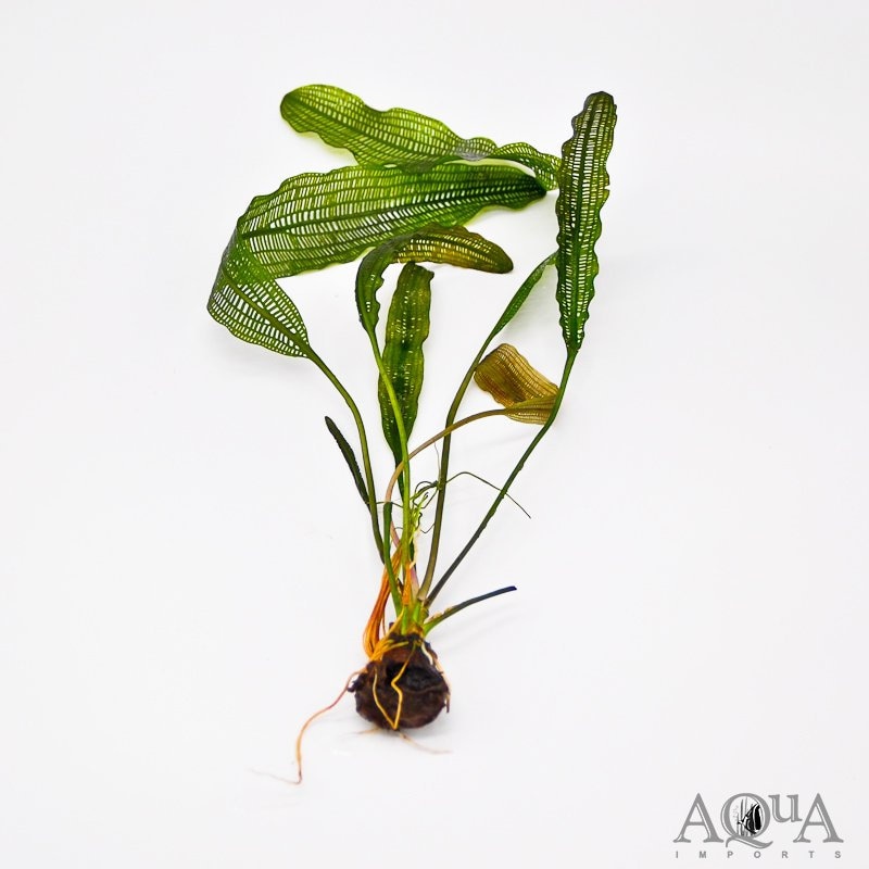 Aquatic Plants — Florida Aquascaping