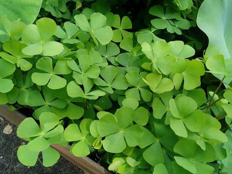 BUY 2 GET 1 FREE Dwarf 4-Leaf Water Clover Marsilea CrenataEasy Live Aquarium Pond Aquatic Plant image 6