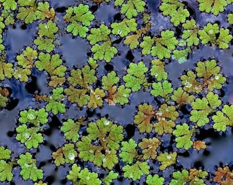 BUY 2 GET 1 FREE (Large Portion!) Azolla Filiculoides (Fairy Moss, Mosquito Fern)-Easy Live Aquarium Pond Aquatic Plant