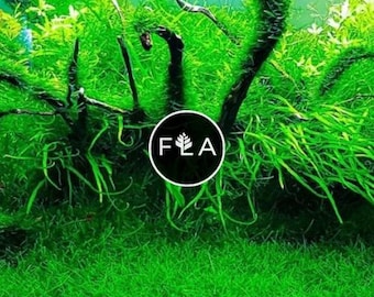 BUY 2 GET 1 FREE Java Moss (Vesicularia Dubyana)-Easy Live Aquarium Pond Aquatic Plant