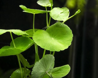 BUY 2 GET 1 FREE Pennywort (Hydrocotyle Sp)-Easy Live Aquarium Pond Aquatic Plant