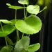 see more listings in the Submersible Plants section