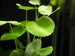 BUY 2 GET 1 FREE Pennywort (Hydrocotyle Sp) - Easy Live Aquarium Pond Aquatic Plants