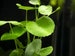 BUY 2 GET 1 FREE Pennywort (Hydrocotyle Sp) - Easy Live Aquarium Pond Aquatic Plants 