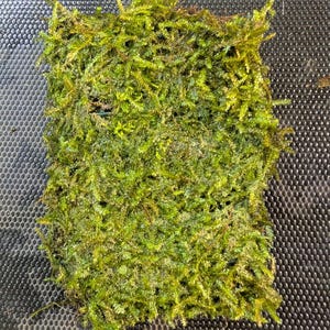 BUY 2 GET 1 FREE Plants on Mats! Java Moss on Weighted Mat-Easy Live Aquarium Pond Aquatic Plant