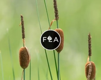 BUY 2 GET 1 FREE Dwarf Cattail, Graceful (Dwarf)-Live Aquatic Marginal Starter Plant for Water Gardens, Ponds and Aquascapes