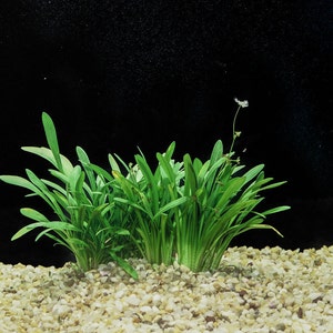 BUY 2 GET 1 FREE Dwarf Sagittaria Sagittaria Subulata, Narrow-leaved arrowheadEasy Live Aquarium Pond Aquatic Plant image 1