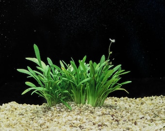 BUY 2 GET 1 FREE Dwarf Sagittaria (Sagittaria Subulata, Narrow-leaved arrowhead)-Easy Live Aquarium Pond Aquatic Plant