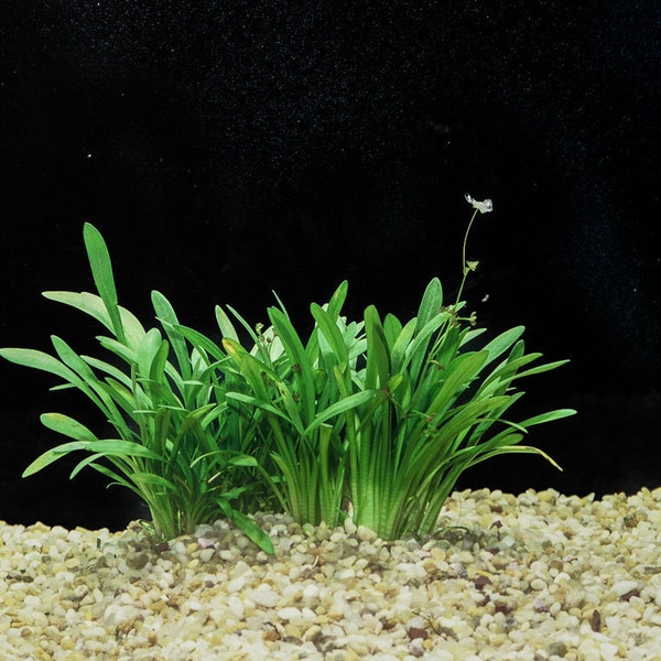 BUY 2 GET 1 FREE Dwarf Sagittaria (Sagittaria Subulata, Narrow-leaved arrowhead)-Easy Live Aquarium Pond Aquatic Plant