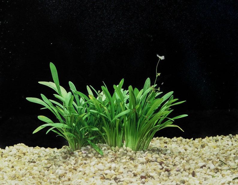 BUY 2 GET 1 FREE Dwarf Sagittaria Sagittaria Subulata, Narrow-leaved arrowheadEasy Live Aquarium Pond Aquatic Plant image 1