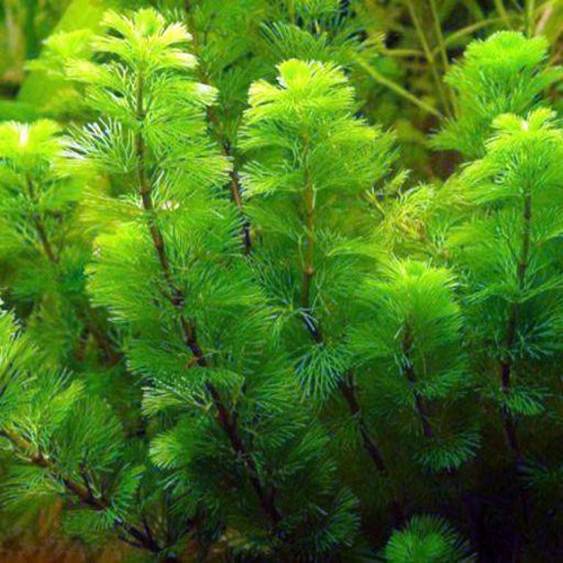 BUY 2 GET 1 FREE Green Cabomba Cabomba CarolinianaEasy Live Aquarium Pond Aquatic Plant image 3