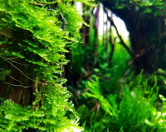 BUY 2 GET 1 FREE Java Moss (Vesicularia Dubyana)-Easy Live Aquarium Pond Aquatic Plant