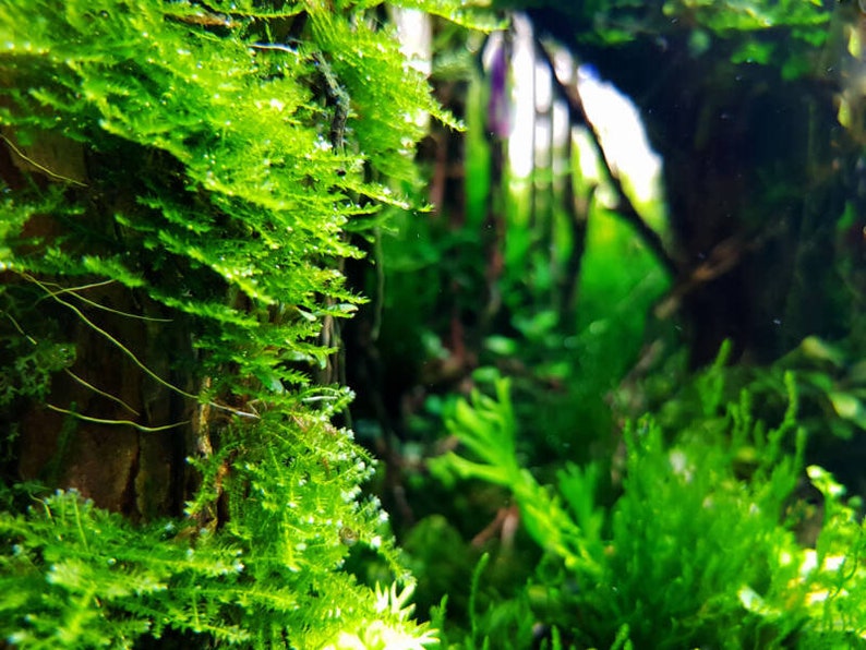 BUY 2 GET 1 FREE Java Moss Vesicularia DubyanaEasy Live Aquarium Pond Aquatic Plant image 1