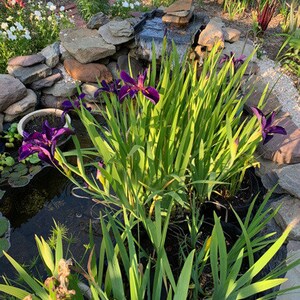 Iris 'Black Gamecock' (Louisiana Iris) is known for its hardy nature and ability to thrive in diverse climates. It’s an excellent choice for adding a touch of drama and color to your garden pond or water garden.