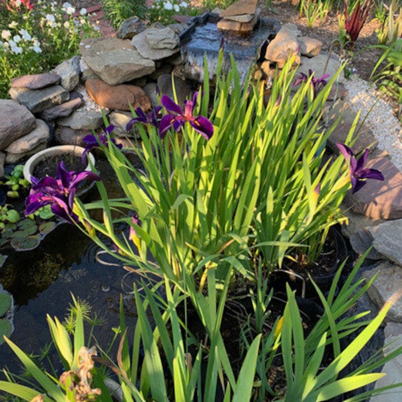 Iris 'Black Gamecock' (Louisiana Iris) is known for its hardy nature and ability to thrive in diverse climates. It’s an excellent choice for adding a touch of drama and color to your garden pond or water garden.