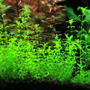 BUY 2 GET 1 FREE Pearlweed Hemianthus MicranthemoidesEasy Live Aquarium Pond Aquatic Plant image 6