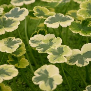 BUY 2 GET 1 FREE Pennywort 'Crystal Ball'!-Live Aquatic Marginal Starter Plant for Water Gardens, Ponds and Aquascapes