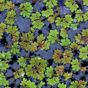 BUY 2 GET 1 FREE Large Portion Azolla Filiculoides Fairy Moss, Mosquito FernEasy Live Aquarium Pond Aquatic Plant image 2