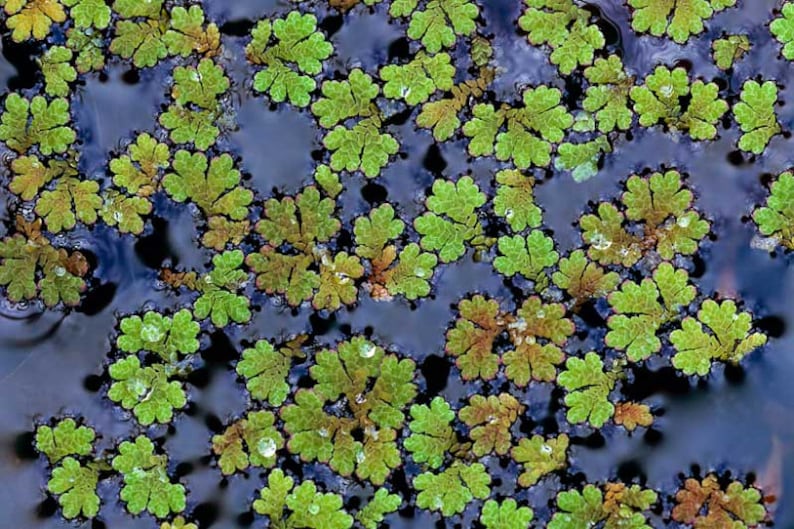 BUY 2 GET 1 FREE Large Portion Azolla Filiculoides Fairy Moss, Mosquito FernEasy Live Aquarium Pond Aquatic Plant image 2