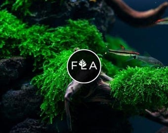 BUY 2 GET 1 FREE Weeping Moss! (Vesicularia Ferriei)-Easy Live Aquarium Pond Aquatic Plant
