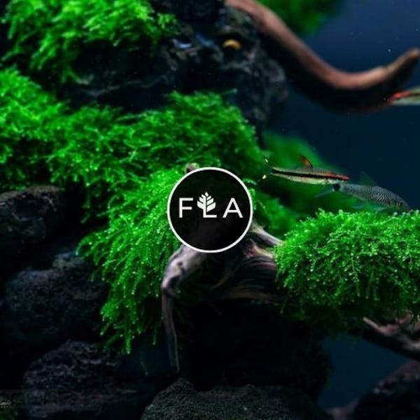 BUY 2 GET 1 FREE Weeping Moss! (Vesicularia Ferriei)-Easy Live Aquarium Pond Aquatic Plant