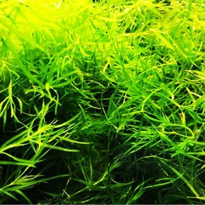 This plant is easy to care for and doesn’t require CO2 supplementation or high lighting. Guppy Grass grows well in both low- and high-tech setups, making it a versatile addition to planted tanks for aquarists of all skill levels.