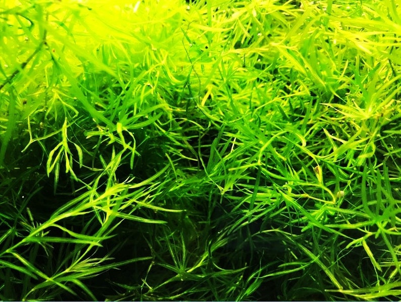 This plant is easy to care for and doesn’t require CO2 supplementation or high lighting. Guppy Grass grows well in both low- and high-tech setups, making it a versatile addition to planted tanks for aquarists of all skill levels.